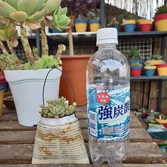 (お話し中)多肉植物　姫秋麗　英字缶の画像