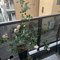 ピエールドゥロンサール　大苗　2年目