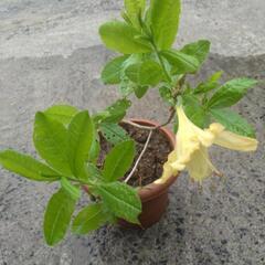 同じく天然ツツジ黄花です