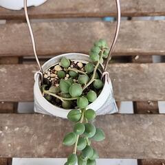 (お話し中)多肉植物　グリーンネックレス　デコ缶の画像