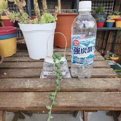 (お話し中)多肉植物　グリーンネックレス　デコ缶の画像