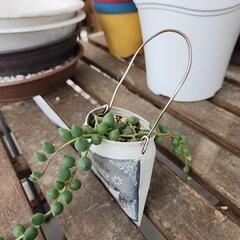 (お話し中)多肉植物　グリーンネックレス　デコ缶の画像