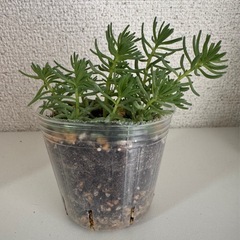 パリダム