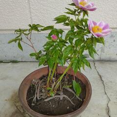 シャクヤク　芍薬