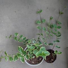 【観葉植物】ツルニチニチソウ　苗