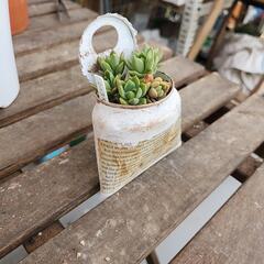 (お話し中)多肉植物　マッコス　英字缶の画像
