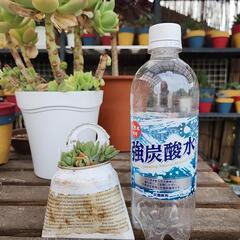 (お話し中)多肉植物　マッコス　英字缶の画像