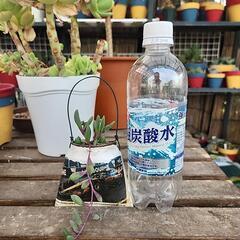 (お話し中)多肉植物　ルビーネックレス　英字缶の画像