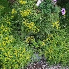 多肉植物　セダム　カット苗　大量