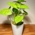 ランキングキーワードに紐づく投稿画像-観葉植物