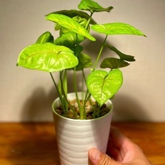 🉐値下！初心者向け！4株植え！金運↑恋愛運↑ハート形のゆらゆら葉が可愛い。ライムグリーンの柔らかな雰囲気の画像