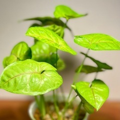 🉐値下！初心者向け！4株植え！金運↑恋愛運↑ハート形のゆらゆら葉が可愛い。ライムグリーンの柔らかな雰囲気の画像