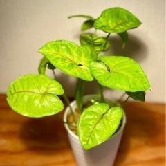 🉐値下！初心者向け！4株植え！金運↑恋愛運↑ハート形のゆらゆら葉が可愛い。ライムグリーンの柔らかな雰囲気の画像