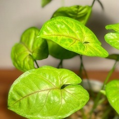 🉐値下！初心者向け！4株植え！金運↑恋愛運↑ハート形のゆらゆら葉が可愛い。ライムグリーンの柔らかな雰囲気の画像