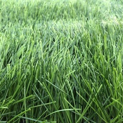 お買得！【美品 】人工芝の画像