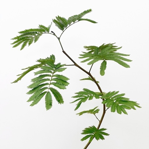 観葉植物 エバーフレッシュ