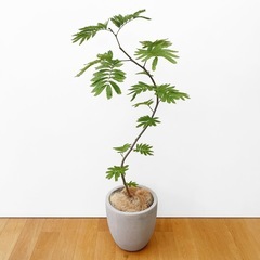 観葉植物 エバーフレッシュ