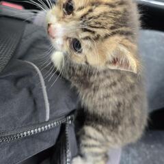子猫 (女の子)