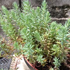 セダム　レフレクサム