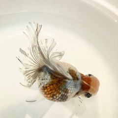高頭パールの画像