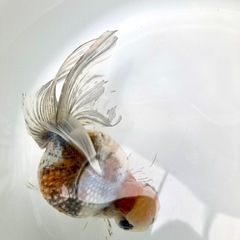 高頭パールの画像