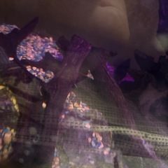 早期引き取り　水槽　大型魚　古代魚　熱帯魚　