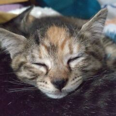 荒尾市から約２ヶ月の子猫２匹の里親さん募集です。
