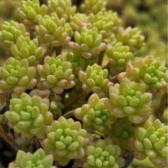 花団錦 レッドベリーhyb