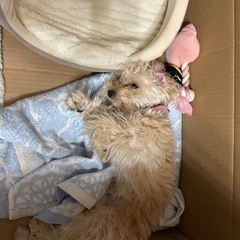 小型トイプードルMix女の子 - 犬