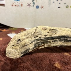 ドラゴン流木の画像