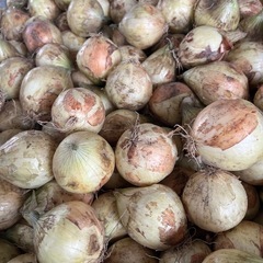 ⭐︎笠岡産⭐︎新玉ねぎ