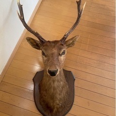 鹿の剥製