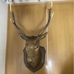 鹿の剥製の画像