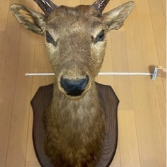 鹿の剥製の画像