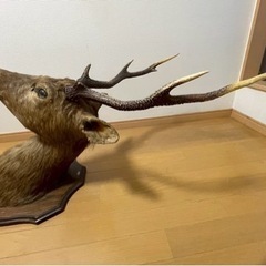 鹿の剥製の画像