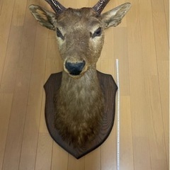 鹿の剥製の画像