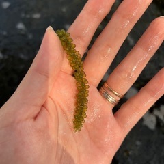 新鮮！沖縄県産 海ぶどう １kgの画像