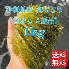 新鮮！沖縄県産 海ぶどう １kg