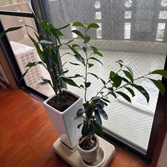観葉植物