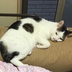 白地でキジ柄のブチ猫を探しています