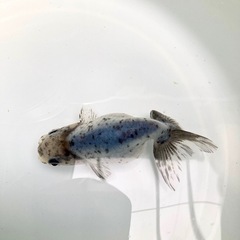 江戸錦