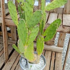 耐寒性オプンチア古株ワイルド木質化◇ドライガーデン多肉ヤシ