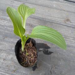 山の自生植物  4の画像