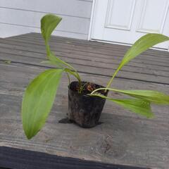 山の自生植物  4の画像