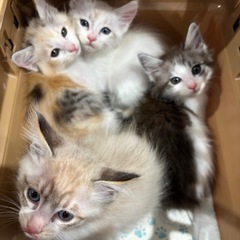 子猫祭りのねこねこランド保護猫譲渡会　キジトラ，ハチワレ子猫たく...