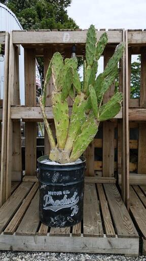 ウチワサボテン ① サボテン カクタス ドライガーデン 木化サボテン