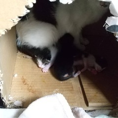 仔猫3匹の里親様を募集します