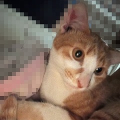 猫ちゃん里親探してます