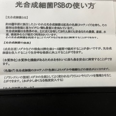 メダカ、PSB🫟の画像