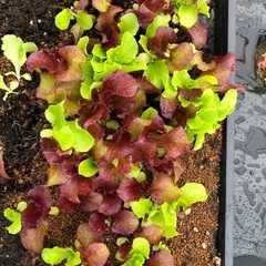 サラダレタスの🌱ミックス苗（╹◡╹）なくなり次第終了とさせて頂きます。